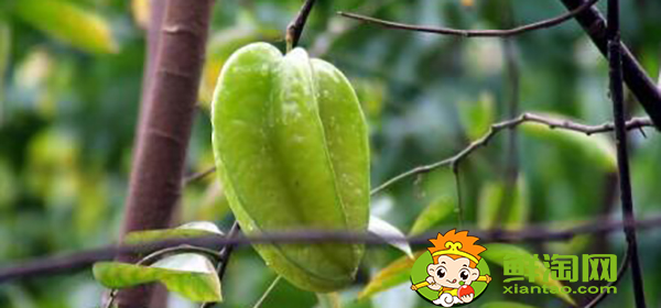 楊桃樹(shù)為什么不結(jié)果,楊桃樹(shù)結(jié)果時(shí)怎樣下肥
