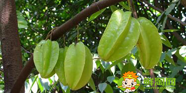 楊桃樹(shù)為什么不結(jié)果，楊桃樹(shù)結(jié)果時(shí)怎樣下肥