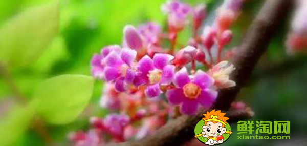楊桃樹幾月開花,楊桃樹代表什么
