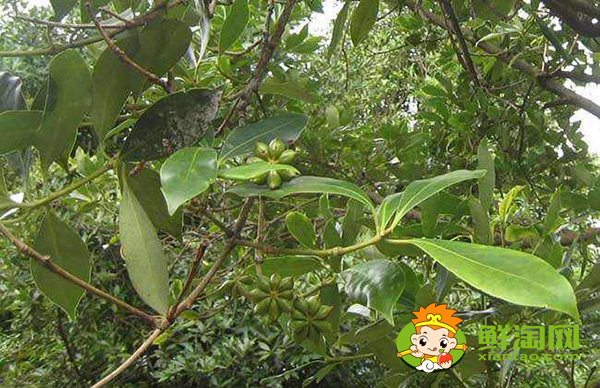 八角種植適應什么地區,八角什么時候施肥最好