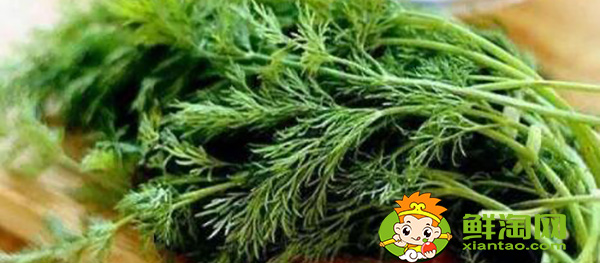 茴香的葉子黑了是否可以食用,孕婦可以少量食用茴香嘛