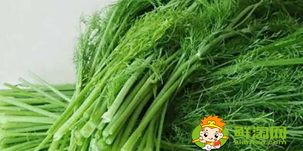 茴香的葉子黑了是否可以食用,孕婦可以少量食用茴香嘛