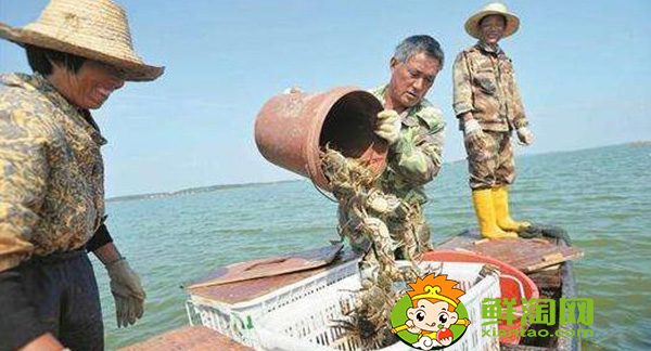 梁子湖大閘蟹什么時候吃，梁子湖大閘蟹季節(jié)