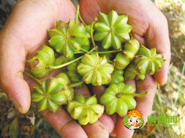 青八角可以直接曬干嗎，大料怎么處理最香