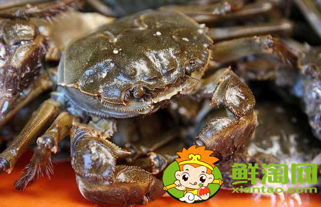 大閘蟹幾月份上市,大閘蟹最大的有多少種