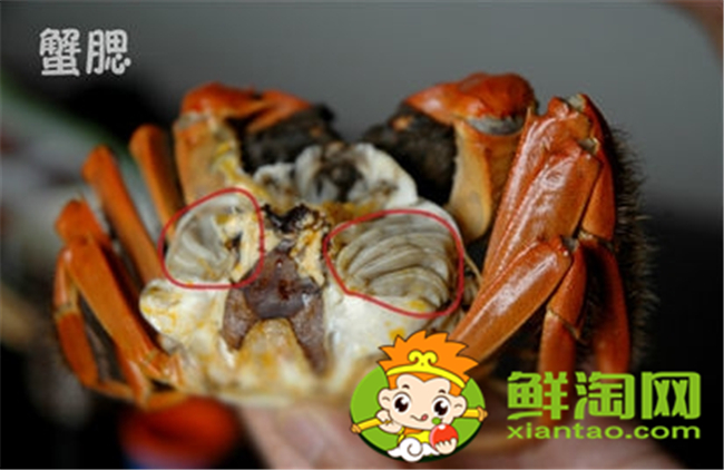 大閘蟹怎么吃新手，大閘蟹不能吃的部位圖