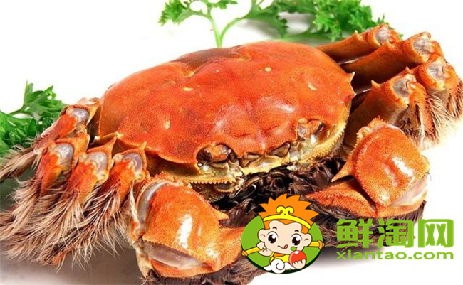 黃河口大閘蟹最佳季節(jié)，黃河口大閘蟹和陽澄湖大閘蟹的區(qū)別