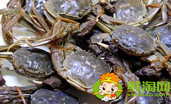 黃河口大閘蟹蒸多久，黃河口大閘蟹怎么存放