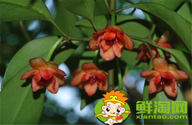 假八角叫什么名字，和八角類似的叫什么