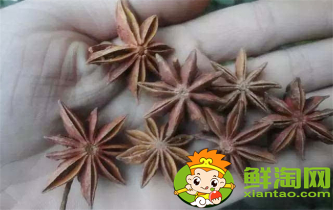 假八角中毒了怎么辦,吃了莽草怎么解毒