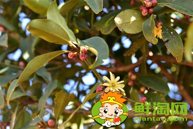 野八角中毒什么癥狀,中藥材八角的真假分別