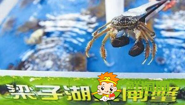 大閘蟹多少錢一斤，最佳吃大閘蟹的季節