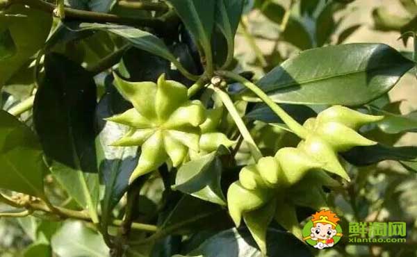 大香和八角的區(qū)別圖片，八角哪里產(chǎn)的最好