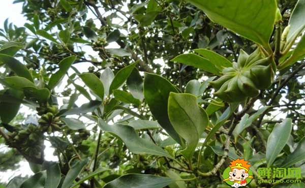 大香和八角的區(qū)別圖片，八角哪里產(chǎn)的最好
