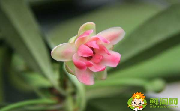 莽草子和八角的區(qū)別，八角和莽草干支的區(qū)別