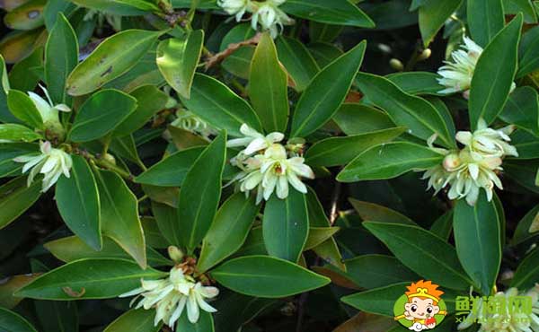 莽草子和八角的區(qū)別，八角和莽草干支的區(qū)別