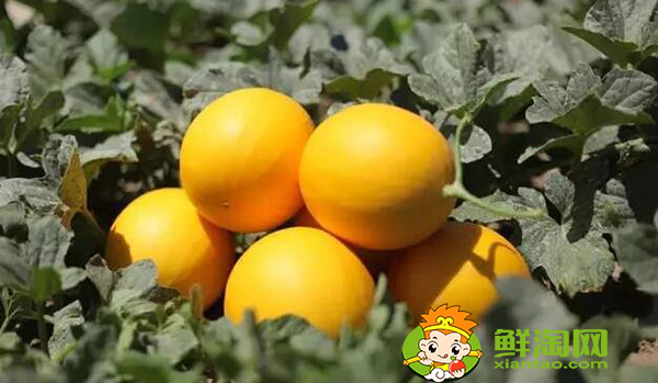 什么是沙漠瓜，沙漠蜜瓜是軟的還是硬的