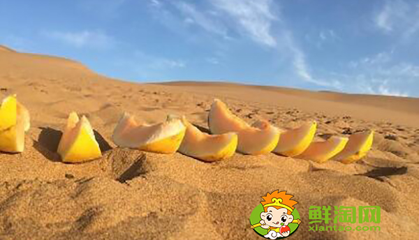 什么是沙漠瓜，沙漠蜜瓜是軟的還是硬的