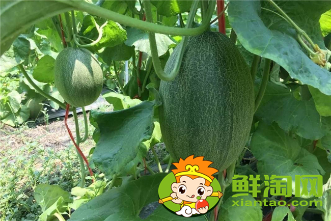 海南哈密瓜哪里種的多,海南哈密瓜品種大全