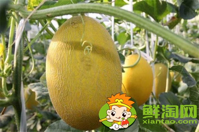 海南哈密瓜哪里種的多，海南哈密瓜品種大全