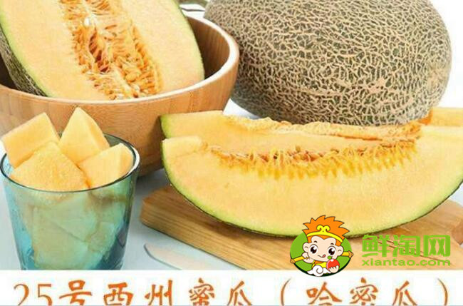 哈密瓜和西周密瓜有什么區(qū)別，西州蜜瓜產地