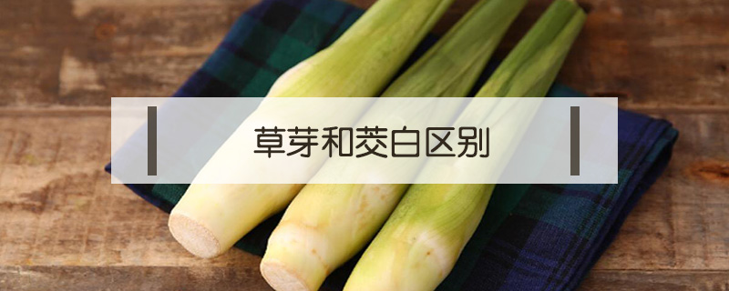 草芽和茭白區(qū)別
