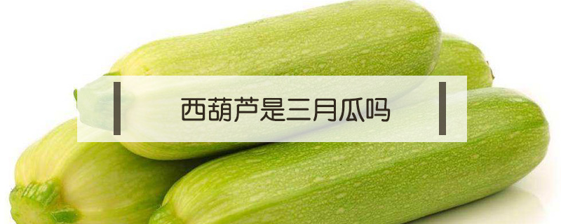 西葫蘆是三月瓜嗎