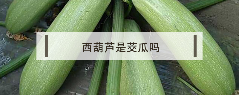 西葫蘆是茭瓜嗎