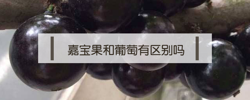 嘉寶果和葡萄有區別嗎