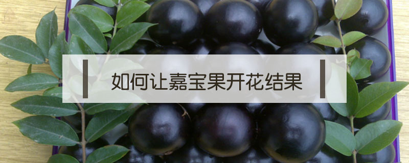 如何讓嘉寶果開花結果