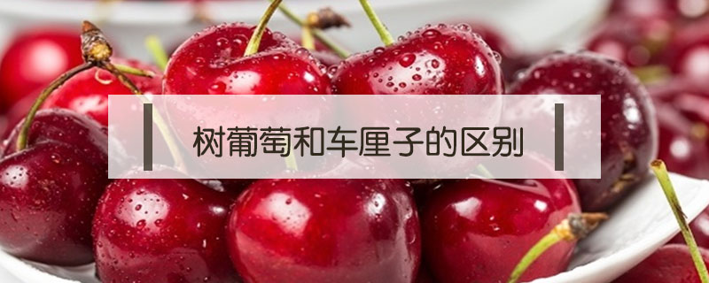 樹葡萄和車?yán)遄拥膮^(qū)別