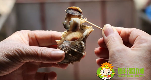 小海螺怎么吃到里面的肉圖解
