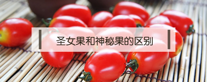 圣女果和神秘果的區(qū)別