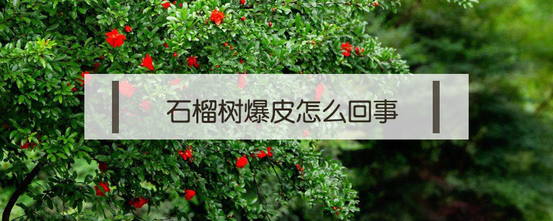 石榴樹(shù)爆皮怎么回事