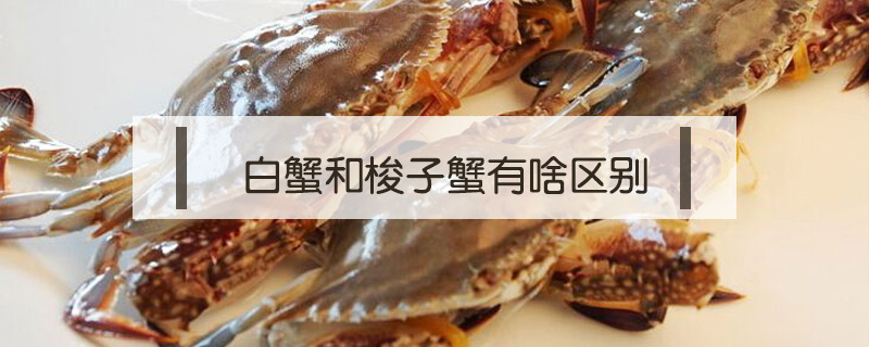 白蟹和梭子蟹有啥區別