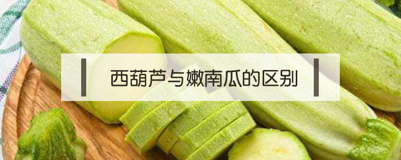 西葫蘆與嫩南瓜的區別