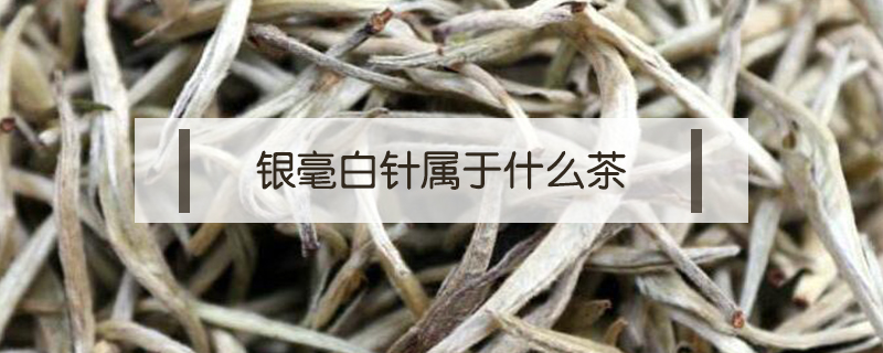 銀毫白針屬于什么茶