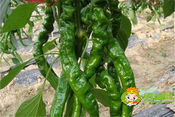 棗莊薄皮辣椒是什么品種,棗莊薄皮辣椒外地怎么沒有賣的