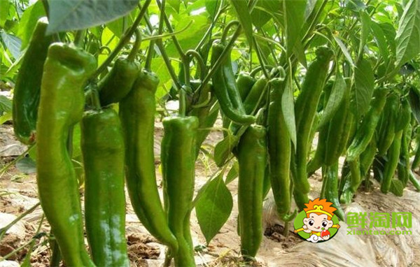蘇椒有幾個(gè)品種，蘇椒辣不辣