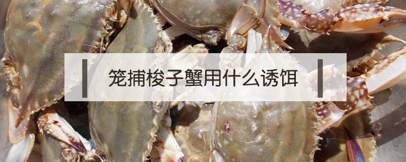 籠捕梭子蟹用什么誘餌