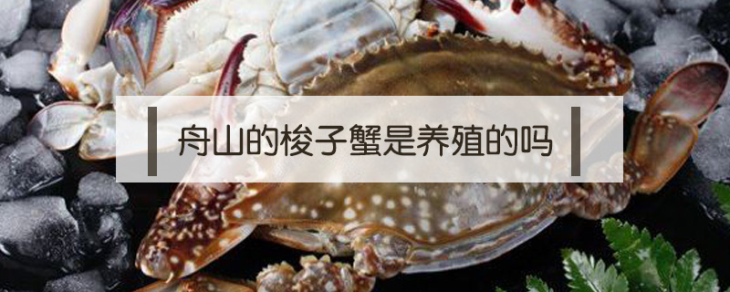 舟山的梭子蟹是養殖的嗎