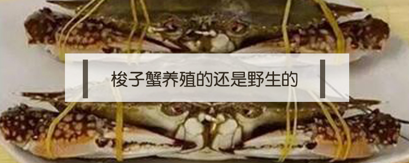 梭子蟹養(yǎng)殖的還是野生的