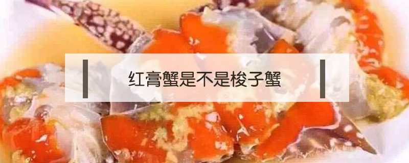 紅膏蟹是不是梭子蟹