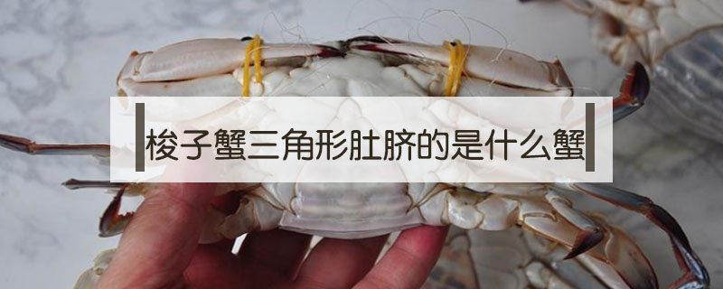 梭子蟹三角形肚臍的是什么蟹