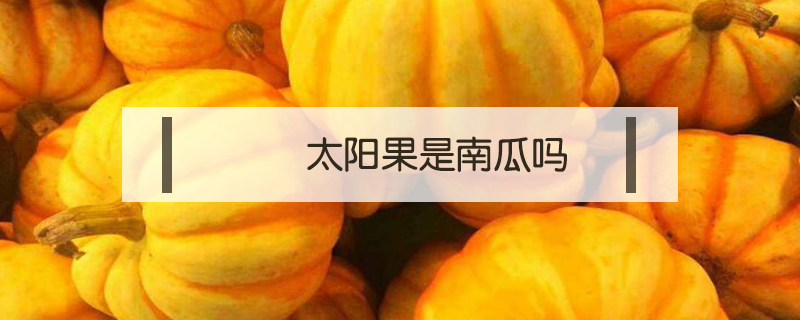 太陽(yáng)果是南瓜嗎