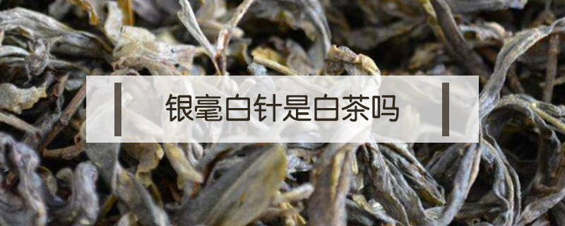 銀毫白針是白茶嗎