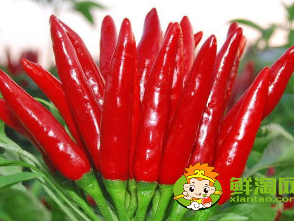 小紅椒是小米椒嗎,小米椒和小紅椒哪個辣
