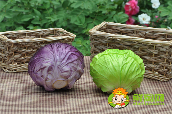 手撕包菜是甘藍菜嗎，甘藍與洋白菜一樣嗎