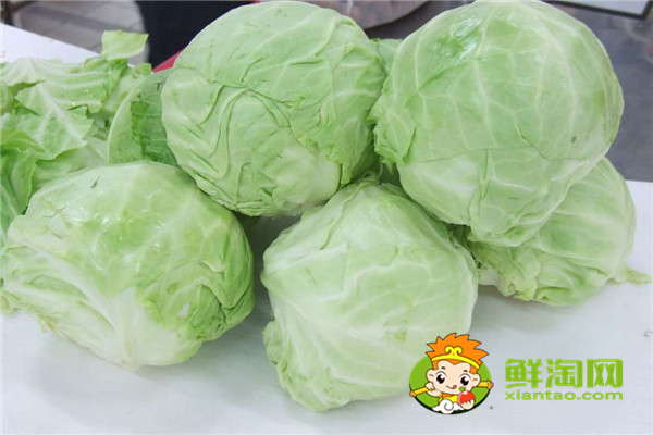 手撕包菜是甘藍菜嗎，甘藍與洋白菜一樣嗎