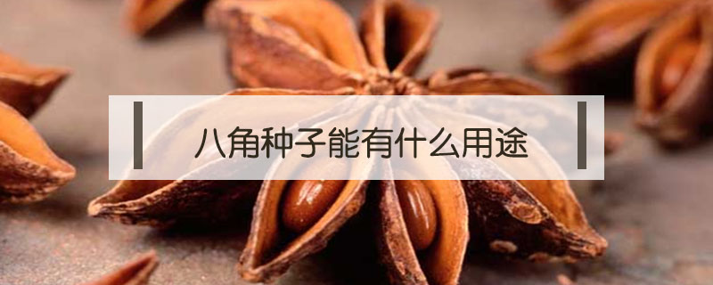 八角種子能有什么用途